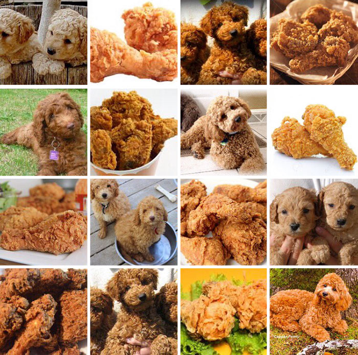 ¿Perros o comida? 8 fotos que te harán cuestionarte la realidad