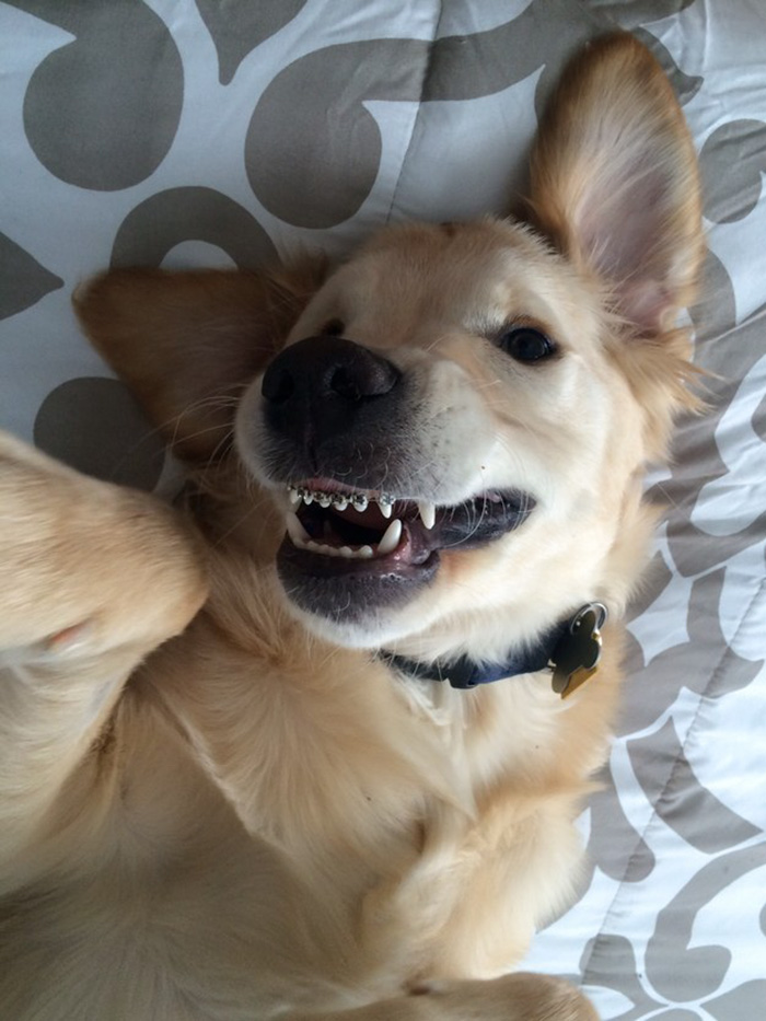 Este perro no podía cerrar la boca y le pusieron ortodoncia
