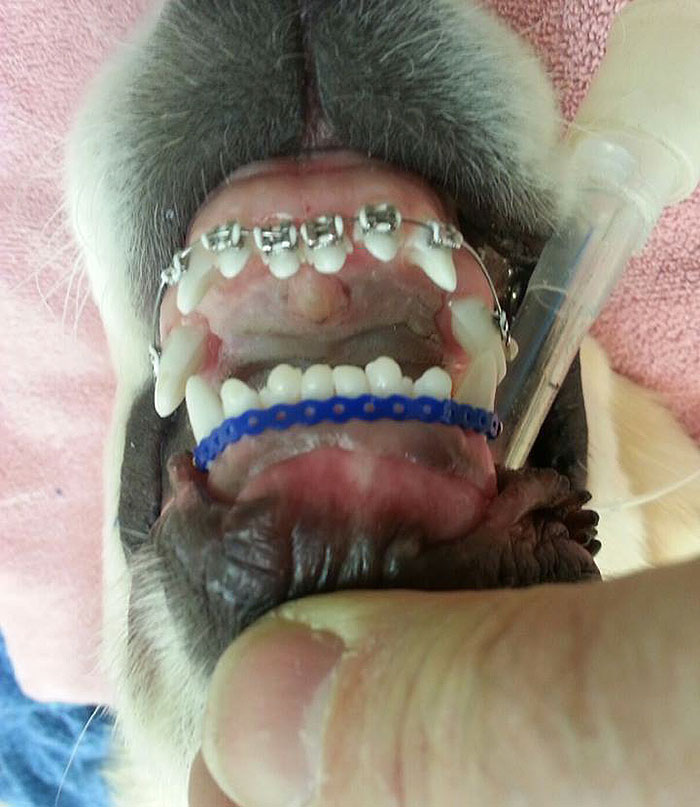 Este perro no podía cerrar la boca y le pusieron ortodoncia