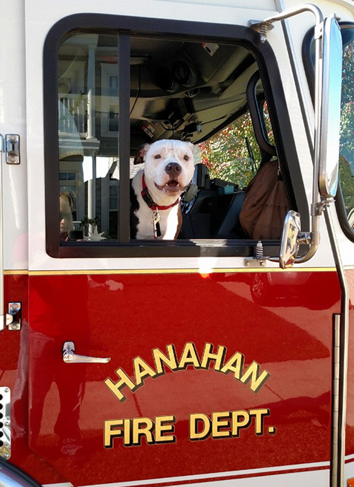 Un perro rescatado de un incendio se convierte en bombero