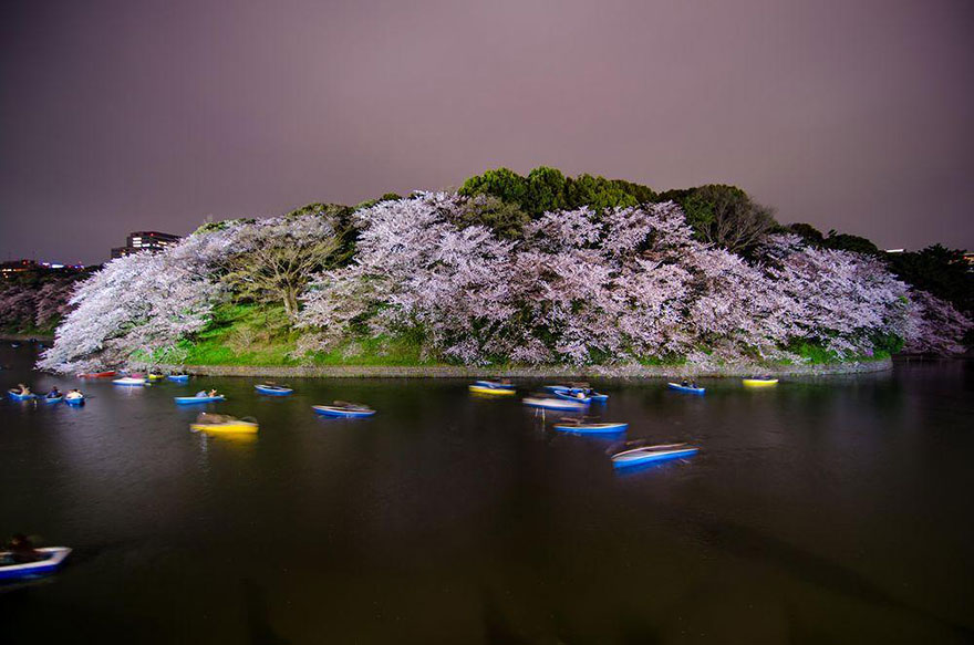primavera-flores-cerezo-sakura-japon-national-geographic (10)