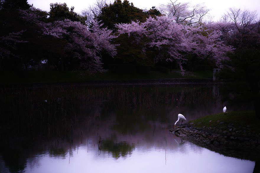 primavera-flores-cerezo-sakura-japon-national-geographic (11)