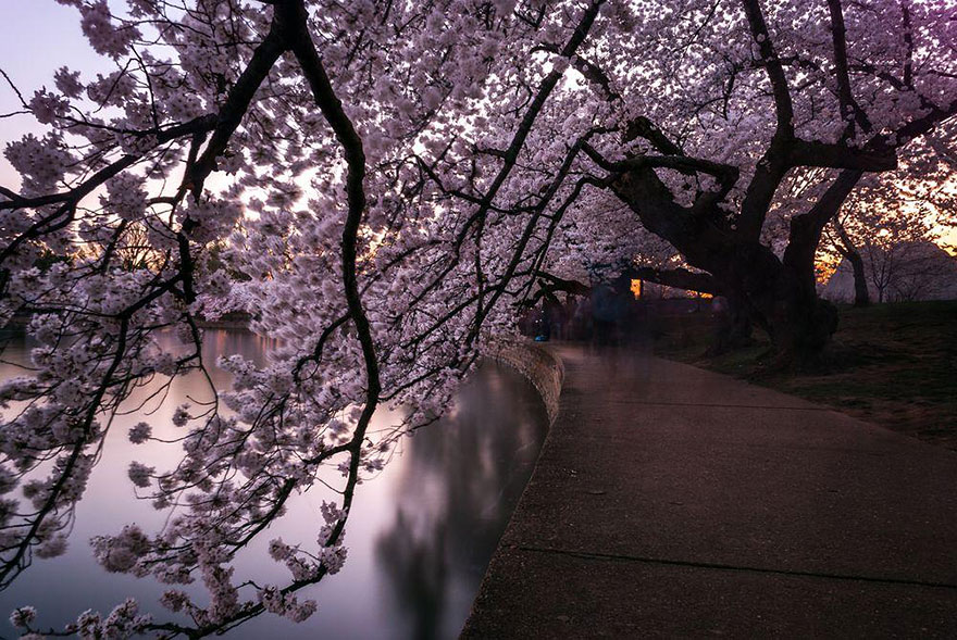 primavera-flores-cerezo-sakura-japon-national-geographic (12)