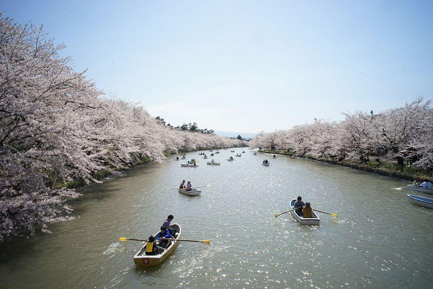 primavera-flores-cerezo-sakura-japon-national-geographic (15)