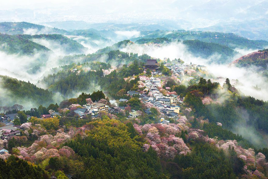 primavera-flores-cerezo-sakura-japon-national-geographic (16)