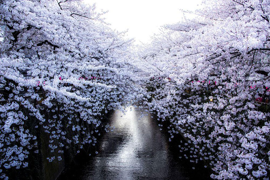 primavera-flores-cerezo-sakura-japon-national-geographic (2)