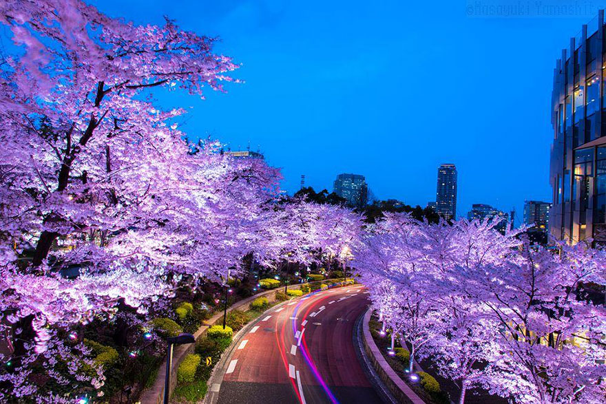 primavera-flores-cerezo-sakura-japon-national-geographic (3)