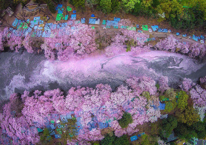 primavera-flores-cerezo-sakura-japon-national-geographic (4)
