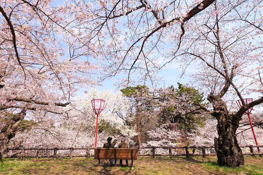 primavera-flores-cerezo-sakura-japon-national-geographic (7)