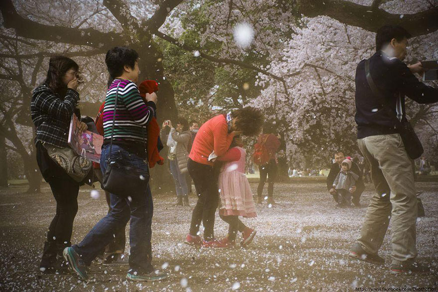 primavera-flores-cerezo-sakura-japon-national-geographic (8)