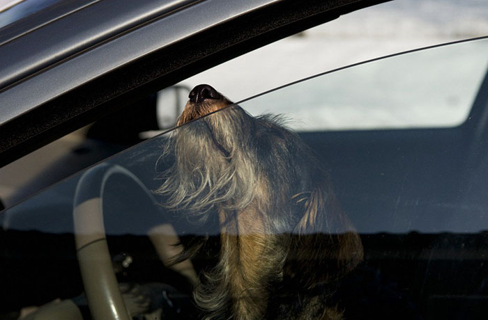 En Florida ahora es legal romper las ventanas de los coches para salvar mascotas