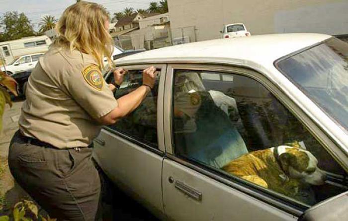 En Florida ahora es legal romper las ventanas de los coches para salvar mascotas