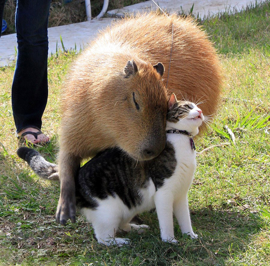 ¿Por qué las capibaras caen tan bien a los demás animales?