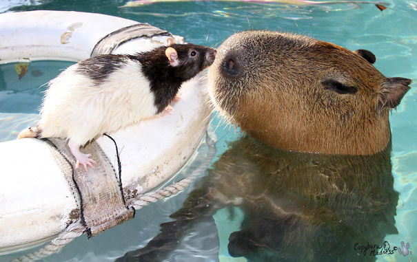 Por qué las capibaras caen tan bien a los demás animales? | Bored Panda