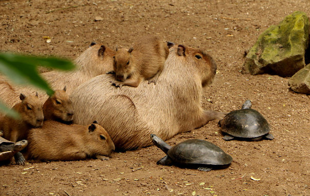 Por qué las capibaras caen tan bien a los demás animales? | Bored Panda