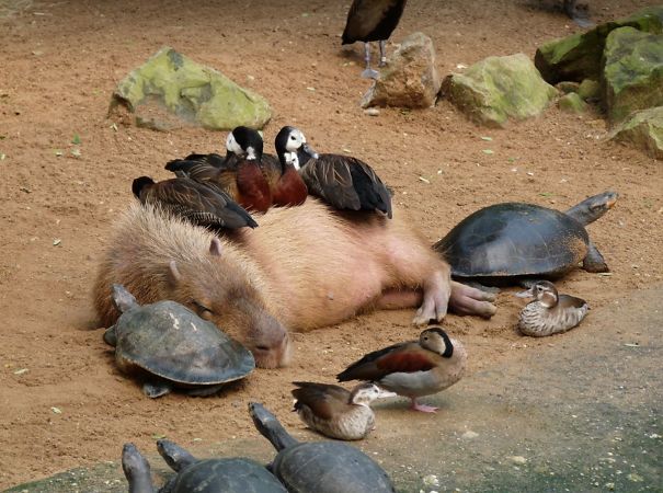¿Por qué las capibaras caen tan bien a los demás animales?