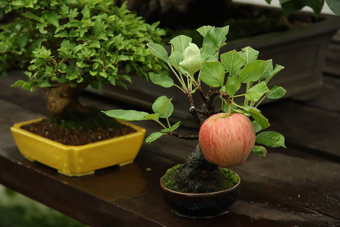 arboles-de-bonsai-impresionantes (10)