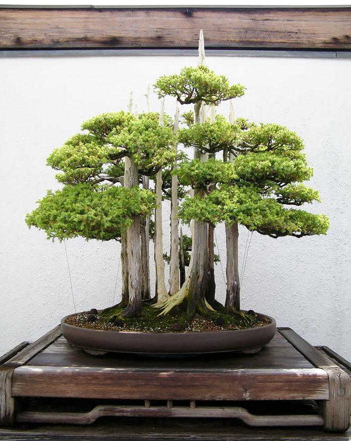 arboles-de-bonsai-impresionantes (11)