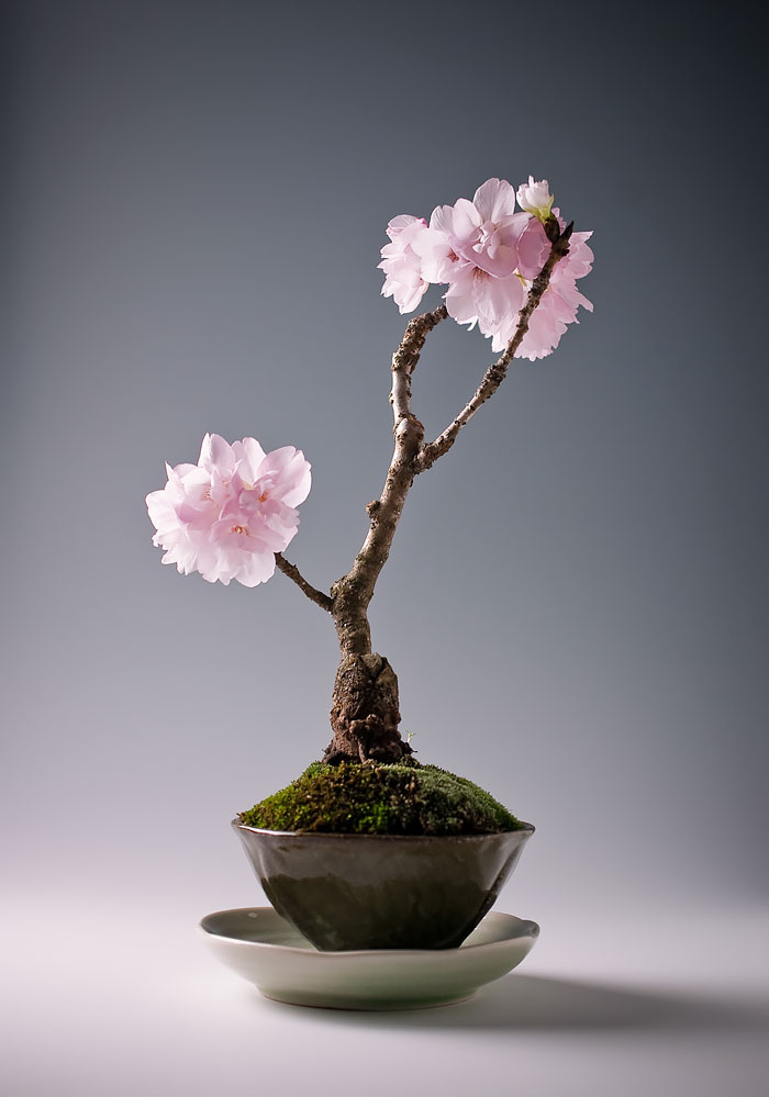 arboles-de-bonsai-impresionantes (6)