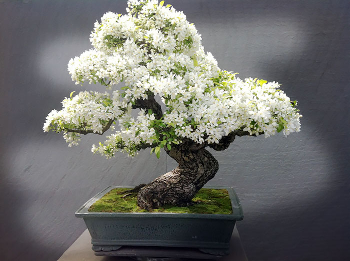 arboles-de-bonsai-impresionantes (8)