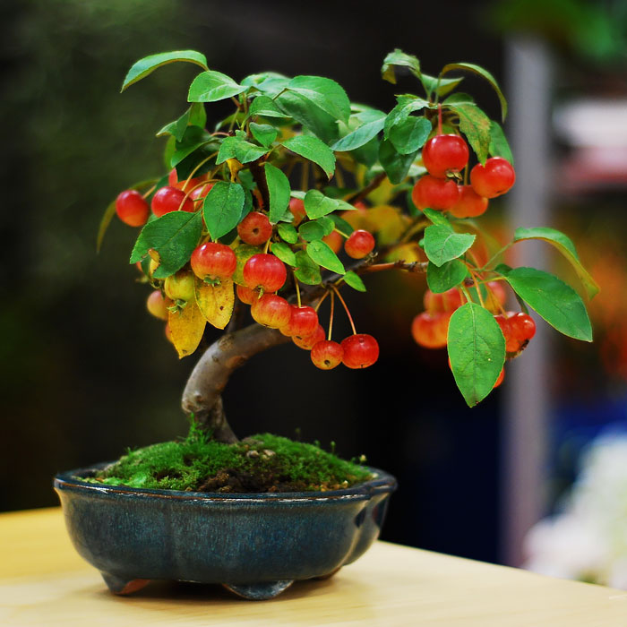 arboles-de-bonsai-impresionantes (9)