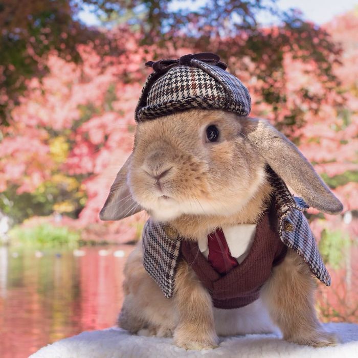 conejo-elegante-instagram-puipui (10)