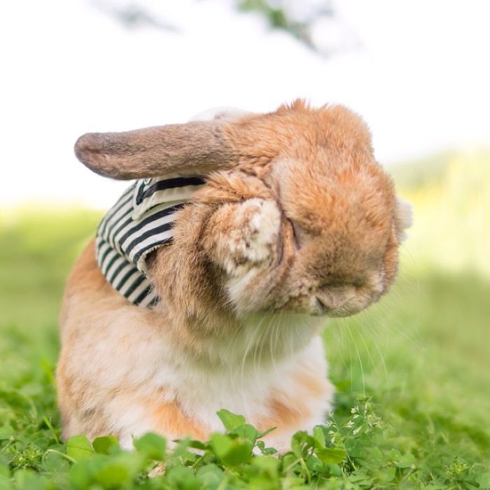 conejo-elegante-instagram-puipui (3)