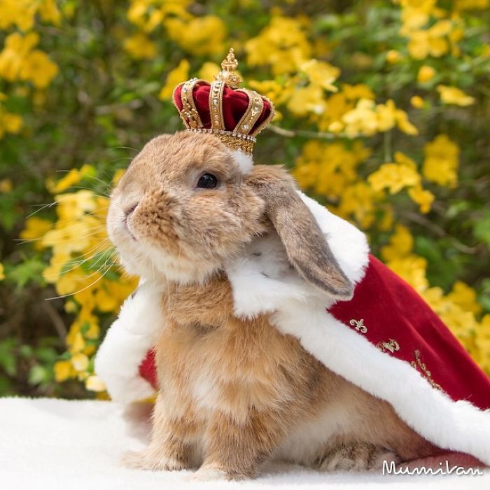 conejo-elegante-instagram-puipui (6)