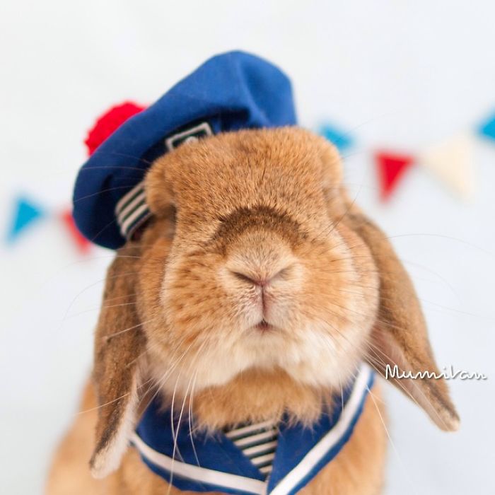 conejo-elegante-instagram-puipui (7)