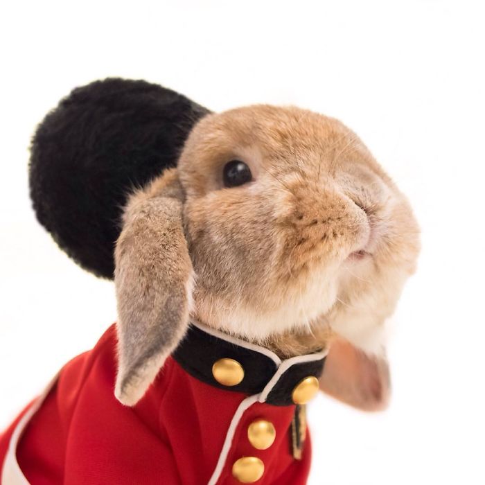 conejo-elegante-instagram-puipui (8)