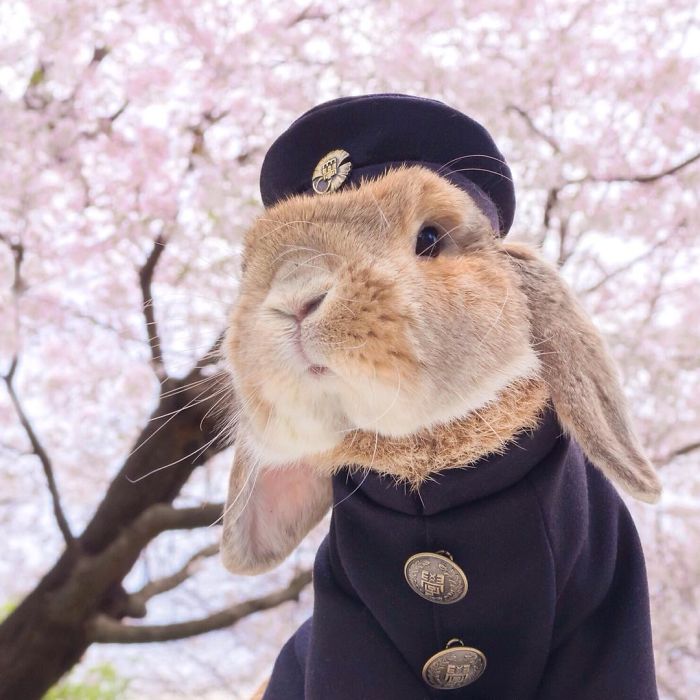 conejo-elegante-instagram-puipui (9)