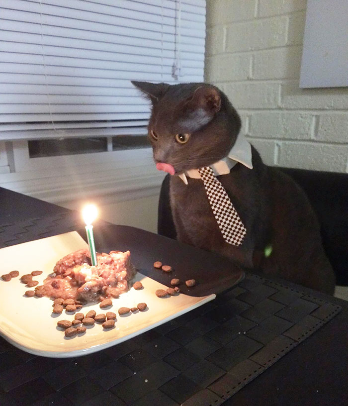 20 Animales celebrando su cumpleaños mejor que tú