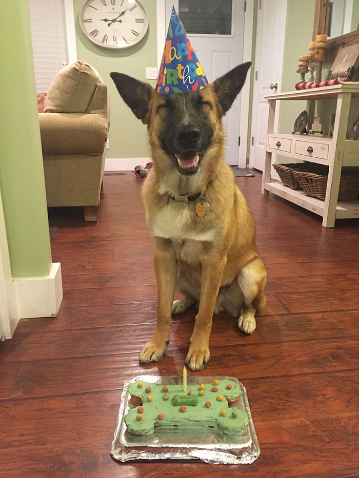 20 Animales celebrando su cumpleaños mejor que tú