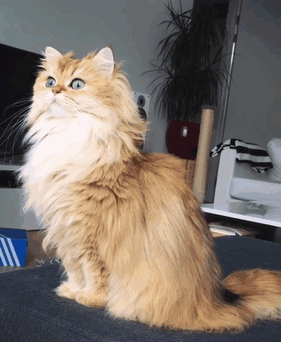 Este es Smoothie, el gato más fotogénico del mundo
