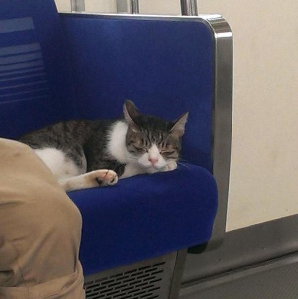 Este gato coge el metro en Tokyo regularmente él solito