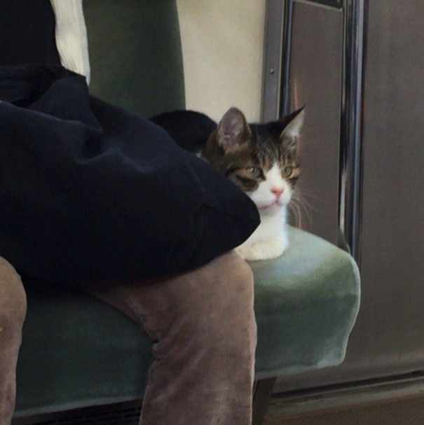 Este gato coge el metro en Tokyo regularmente él solito