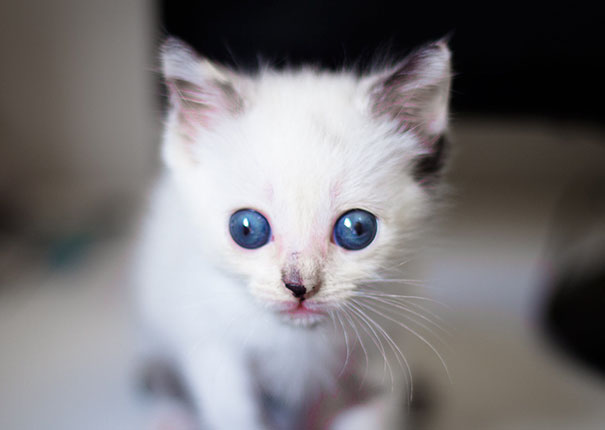 gatos-ojos-bizcos (15)