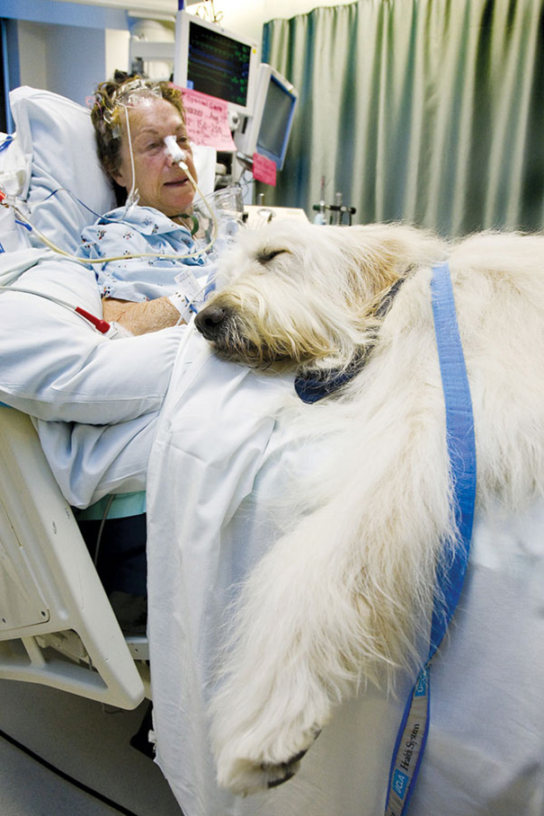 mascotas-visita-pacientes-enfermos-hospital-juravinski-canada (8)