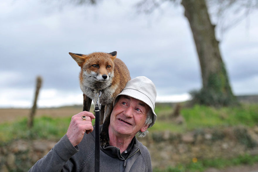 Este hombre rescató a unos zorros y ahora no se apartan de su lado