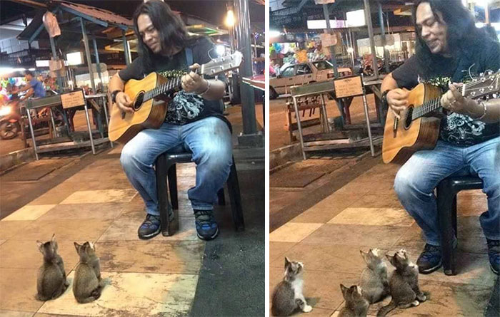 audiencia-gatos-musico-callejero-malasia