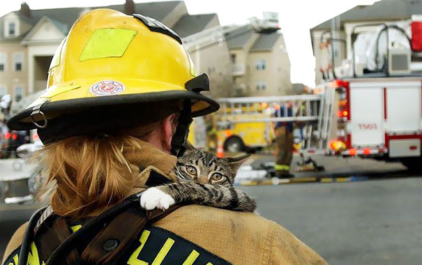 bomberos-salvando-animales (1)