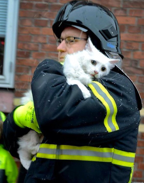 bomberos-salvando-animales (10)