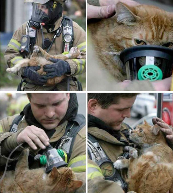 bomberos-salvando-animales (4)