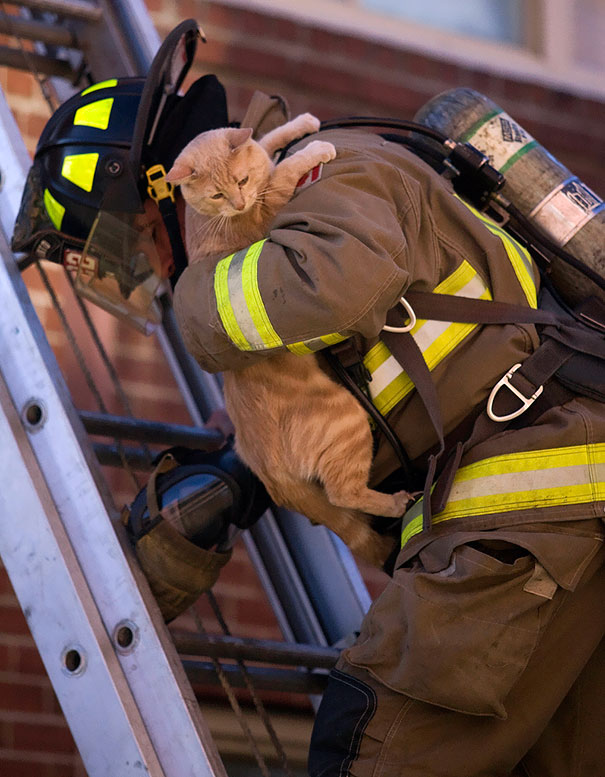 bomberos-salvando-animales (5)
