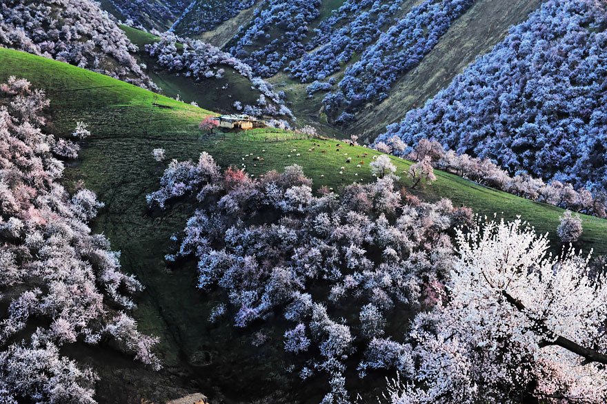 flores-valle-albaricoques-yili-china (6)