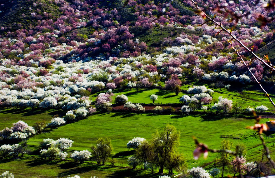flores-valle-albaricoques-yili-china (7)