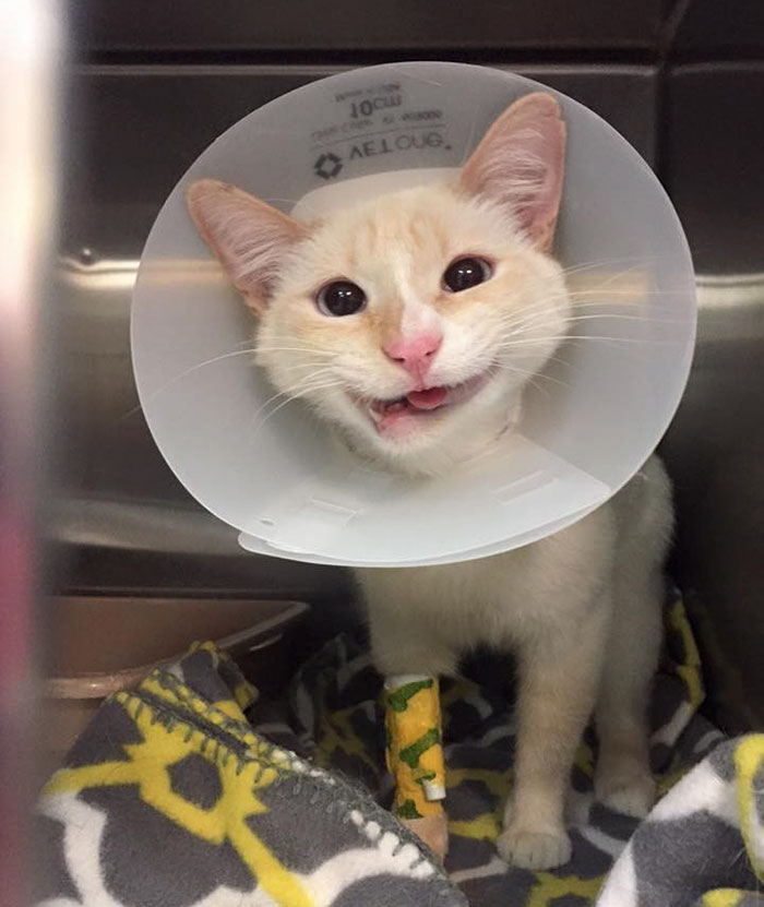Este gato rescatado convierte su mandíbula rota en una encantadora sonrisa