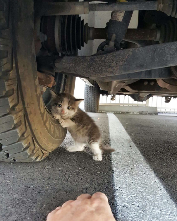 gatito-abandonado-camion-adoptado-axel (4)