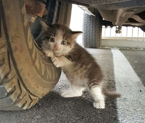 gatito-abandonado-camion-adoptado-axel (5)