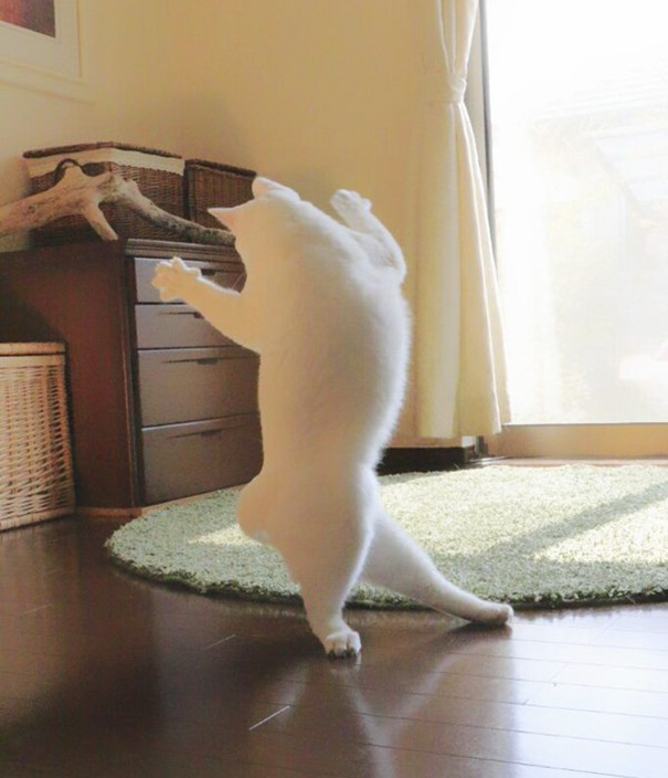 gato-bailarin-japon (1)
